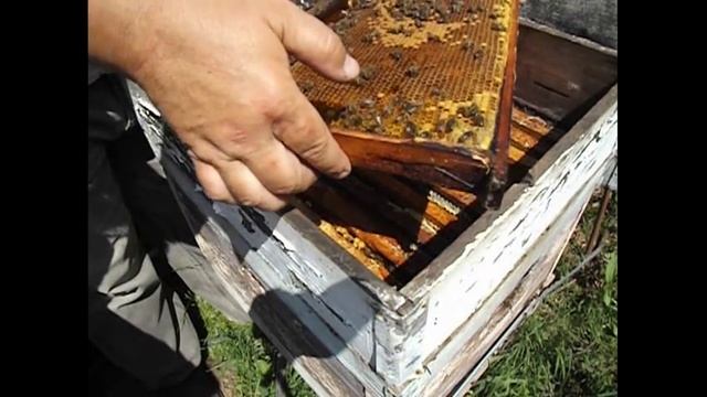 подсаживаю помеченную матку в улей и смотрю на поведение пчел смотреть онлайн