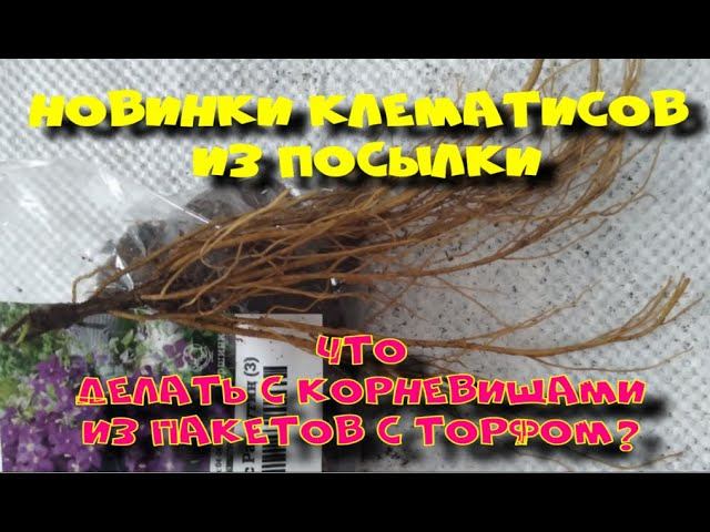 КЛЕМАТИСЫ ИЗ ПОСЫЛКИ. ЧТО ДЕЛАТЬ С КОРНЕВИЩАМИ ПОСЛЕ ПОКУПКИ? смотреть онлайн