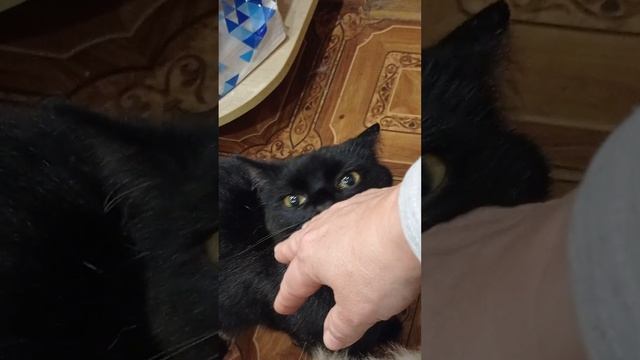 # весёлая семейка#🐕🦺🐱🐱@ самый западный регион России# Калининградская область🇱🇮 🖐