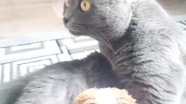 Мой ДЕНЬ☁️!!! Один День из жизни Умки!!!😊🐶 смотреть онлайн