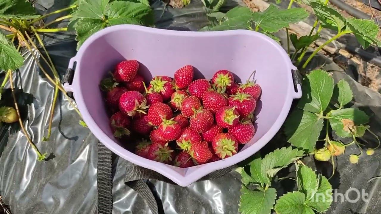 Клубника на высоких грядках. первый урожай 2024. Сибирь. смотреть онлайн