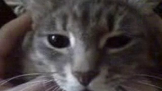 Рассказ кота смотреть онлайн