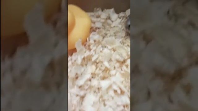 Funny Time Relaxing With Twine Babies Hamster Funny Video смотреть онлайн