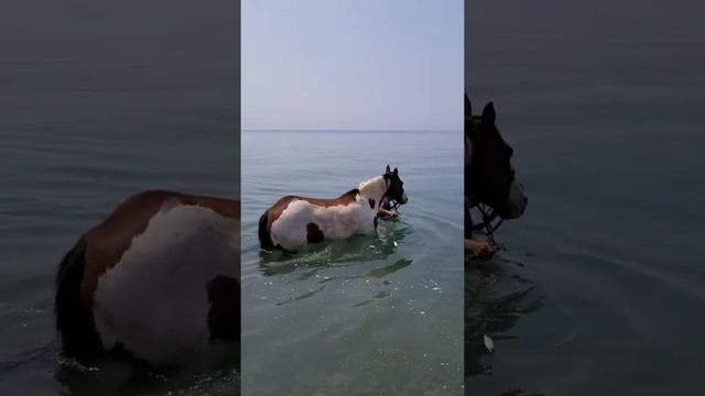 Horses In Lake Ontario смотреть онлайн