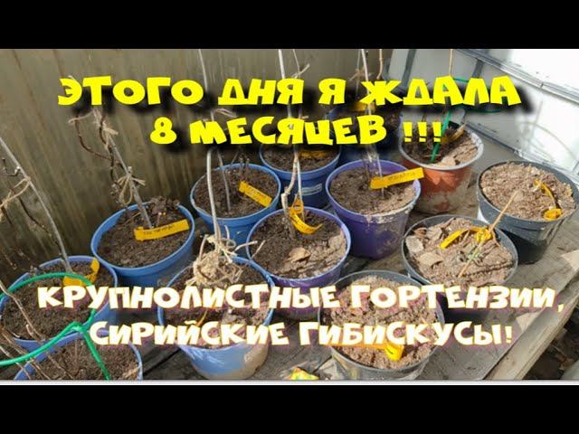 Этого дня я ждала 8 месяце! Открываю крупнолистные гортензии. смотреть онлайн