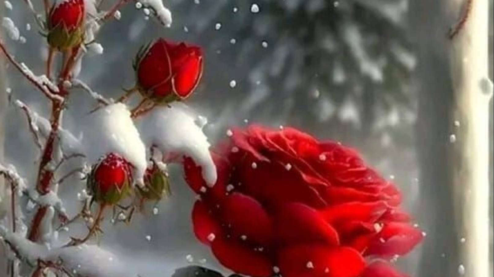 Я больше не прошу.