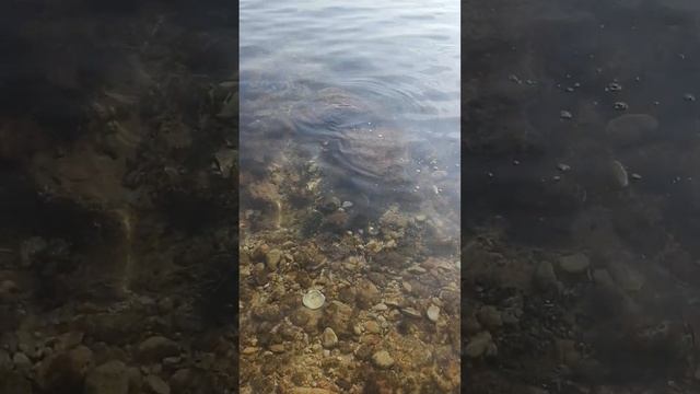 Кусочек острова. Отдых в Приморье чистые пляжи. смотреть онлайн