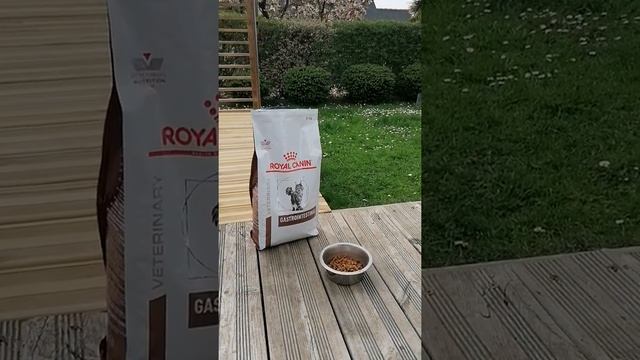 Croquette royal canin gastro intestinal de chez zoomalia смотреть онлайн