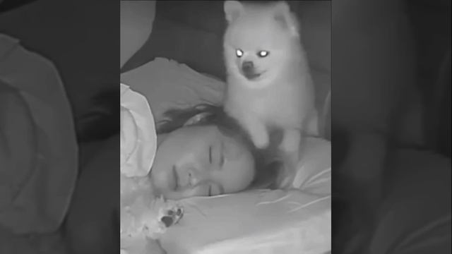 Пес-супермен смотреть онлайн