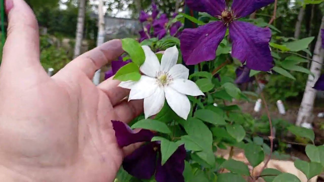 Начало августа 2024 г. Прогулка по даче. Обзор растений. Сибирь. смотреть онлайн