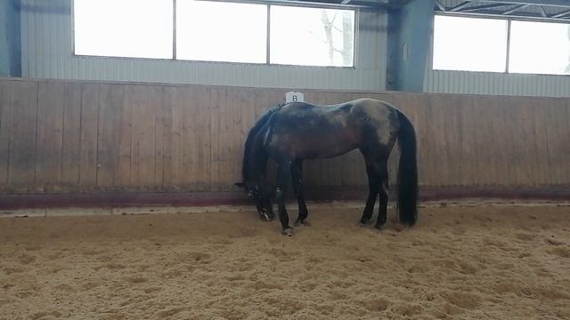 Жеребец вынюхивает следы кобыл в манеже. _20240419_140125 смотреть онлайн