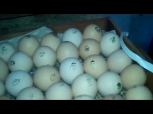 Особенности инкубатора БЛИЦ 120