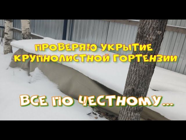 Проверяю укрытие крупнолистной гортензии. смотреть онлайн