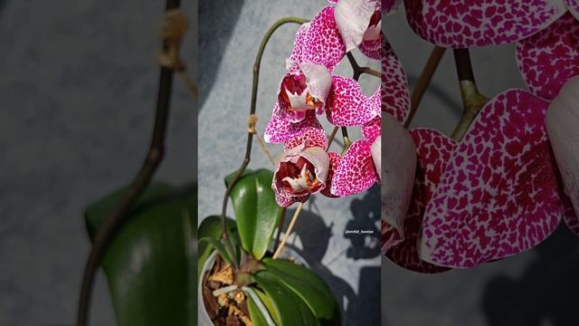 Phal. Dragon Maple пелор от Son Ya Orchids Nursery | Крупноцветковая орхидея Драгон Мэпл 💖 смотреть онлайн