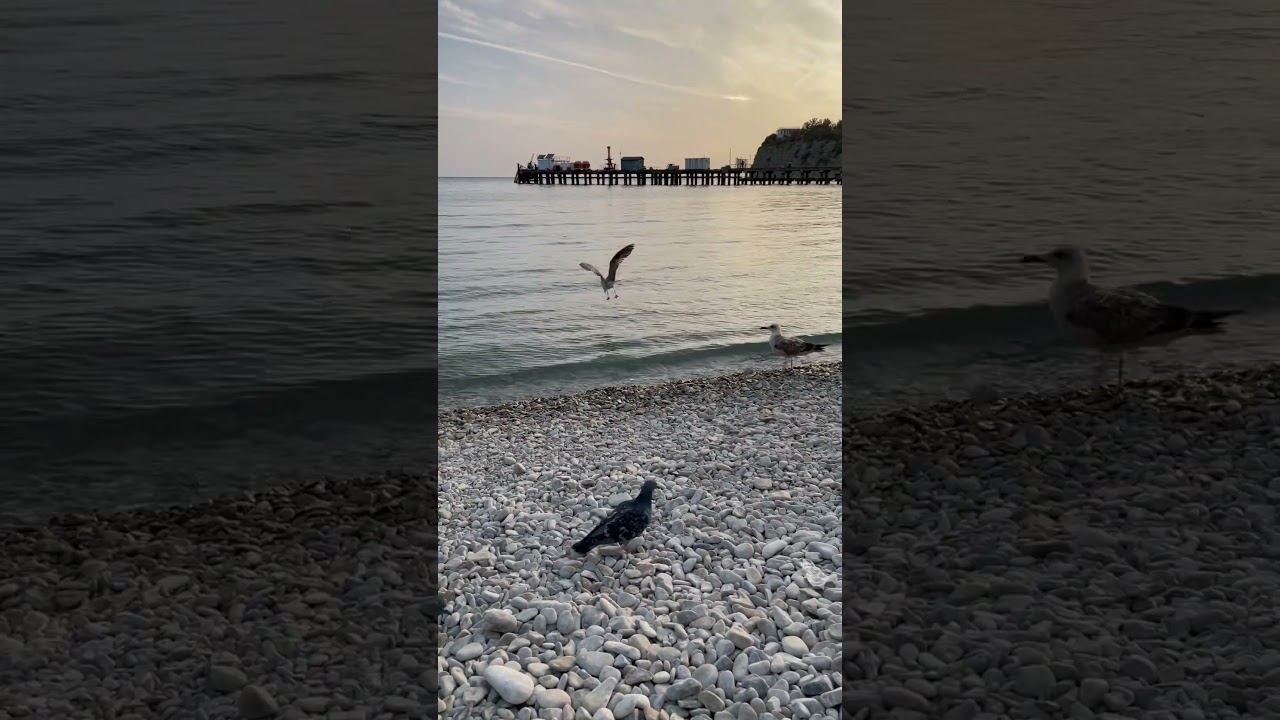 Когда хотел покормить морских чаек, но голуби всегда на месте. смотреть онлайн