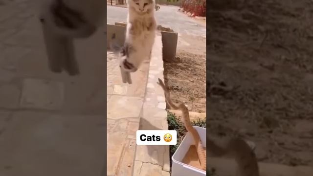 Корпорация Юмора - Котики - это настоящие шерстяные нинздя смотреть онлайн