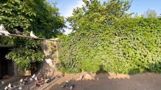 Голубятники г.Торез.Донбасс.
(Автор видео: Димон Агроном)