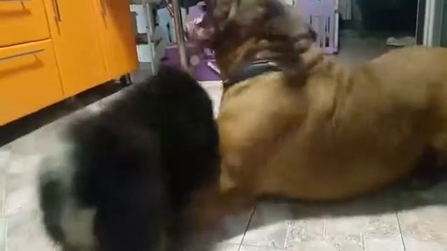 Наша выпускница YARABEL' TSERENA 2.5 года (г. Алматы)