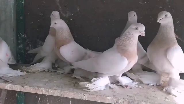 Бойные голуби. Мои голуби. 27.03.20 Грузия. Тбилиси. Roller pigeons. My pigeons. music смотреть онлайн