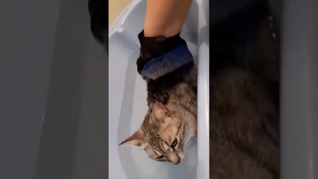 Кот ужас как линяет . 1-часть ! Horror cat - how it sheds . 1- part.В ванной-кот смирный. смотреть онлайн