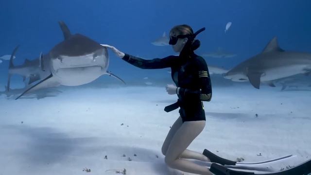 Тигровая акула - Одна из самых опасных в океане смотреть онлайн