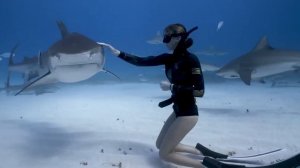 Тигровая акула - Одна из самых опасных в океане