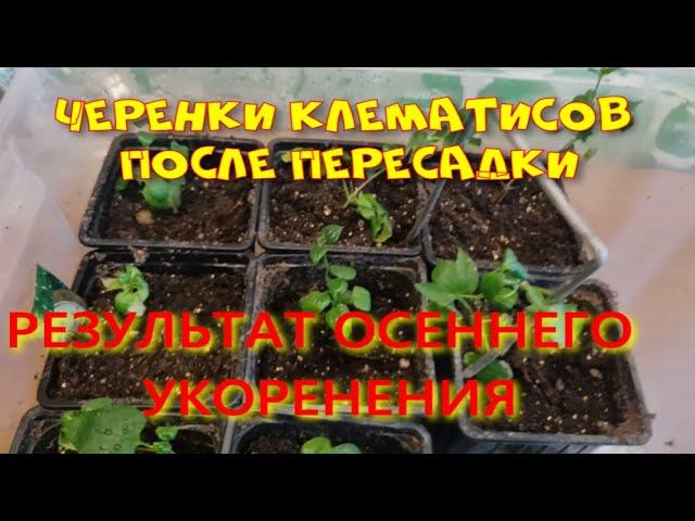 ОСЕННИЕ ЧЕРЕНКИ КЛЕМАТИСОВ ПОСЛЕ ПЕРЕСАДКИ смотреть онлайн