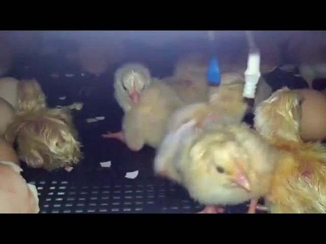 Вывод цыплят в инкубаторе БЛИЦ 120 цифровой смотреть онлайн