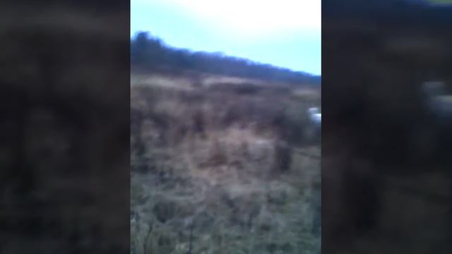 Вастан Ямайка, аусси, 7 мес смотреть онлайн