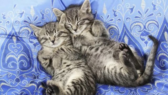 Xayvonlarda ham sevgi bor. 100 ta foto смотреть онлайн