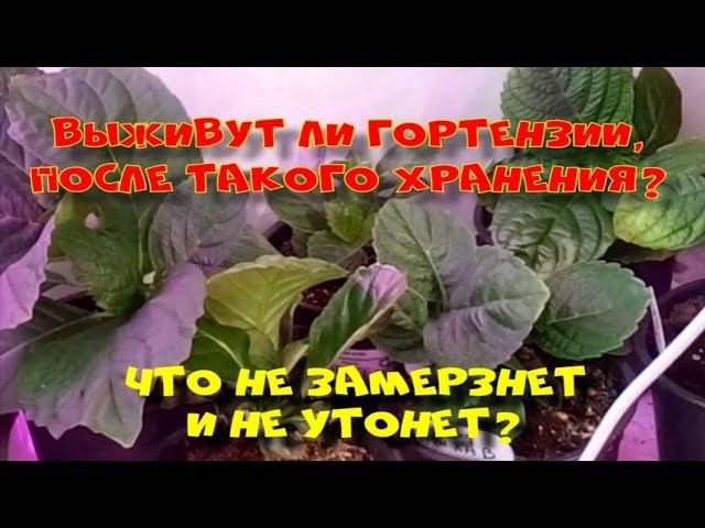 ВЫЖИВУТ ЛИ КРУПНОЛИСТНЫЕ ГОНТЕНЗИИ? СОБЫТИЯ 28 АПРЕЛЯ 2024 ГОДА смотреть онлайн