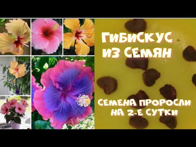КАК БЫСТРО ПРОРАСТИТЬ СЕМЕНА ГИБИСКУСА? смотреть онлайн