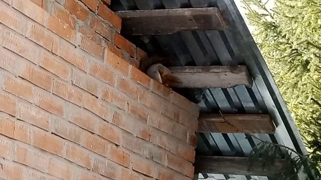 Белка вечером проснулась. смотреть онлайн