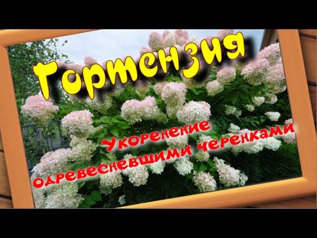 УКОРЕНЕНИЕ ГОРТЕНЗИИ ДЕРЕВЯННЫМИ ЧЕРЕНКАМИ.Часть1. смотреть онлайн