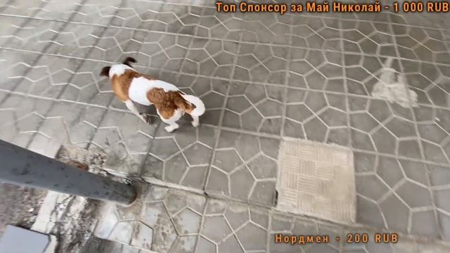 Человек Собаке Друг / 11.05.2023 смотреть онлайн