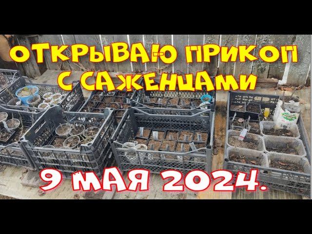 МОИ ЧЕРЕНКИ ПОСЛЕ ЗИМЫ. ОТКРЫВАЮ ПРИКОП С САЖЕНЦАМИ. смотреть онлайн