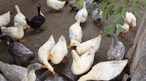 ЖИЗНЬ в СЕЛЕ. 30.10.24