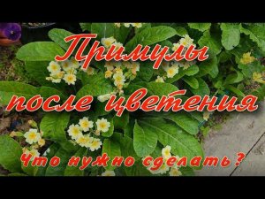 Примулы после цветения. Деление куста, размножение семенами.