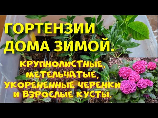 Гортензии дома зимой. Крупнолистные и метельчатые, большие и маленькие. смотреть онлайн