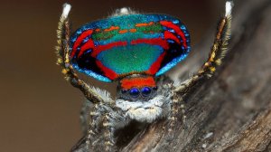 Паук-павлин: Жесткие законы крошечных пауков