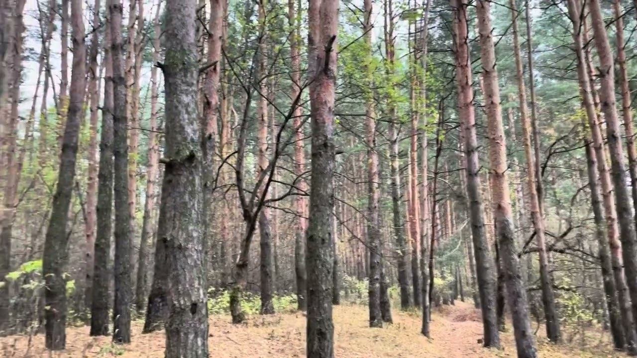 Прогулка по осеннему лесу, активный отдых. A walk through the autumn forest, active recreation. смотреть онлайн