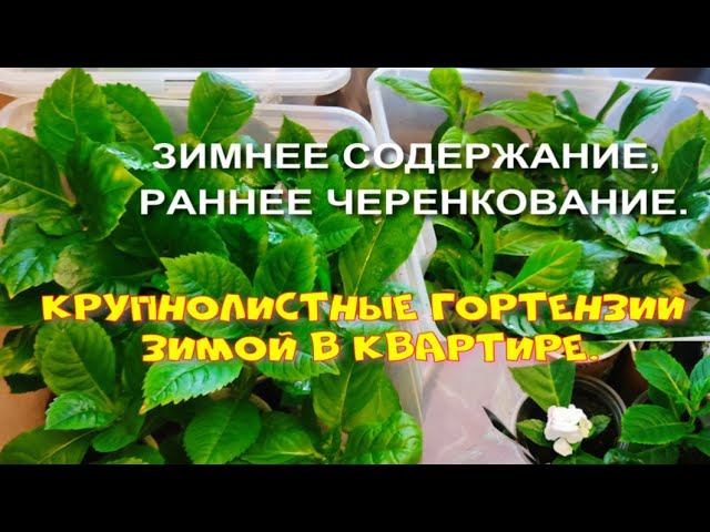 ГОРТЕНЗИЯ КРУПНОЛИСТНАЯ ЗИМОЙ В КВАРТИРЕ. РАННЕЕ ЧЕРЕНКОВАНИЕ. смотреть онлайн