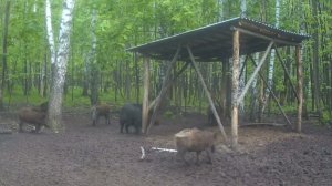 Кабан решил заявить свое право первым получить угощение, отогнав всех соперников
