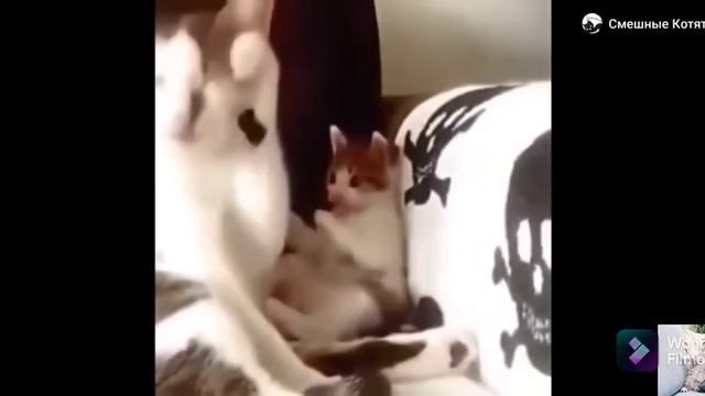 Заботливые кошки и коты • Многодетные мамы кошки •любовь и забота • первые шаги • Милейшее видео • смотреть онлайн
