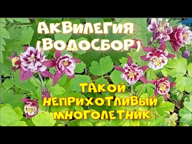 ТАКОЙ НЕПРИХОТЛИВЫЙ МНОГОЛЕТНИК смотреть онлайн