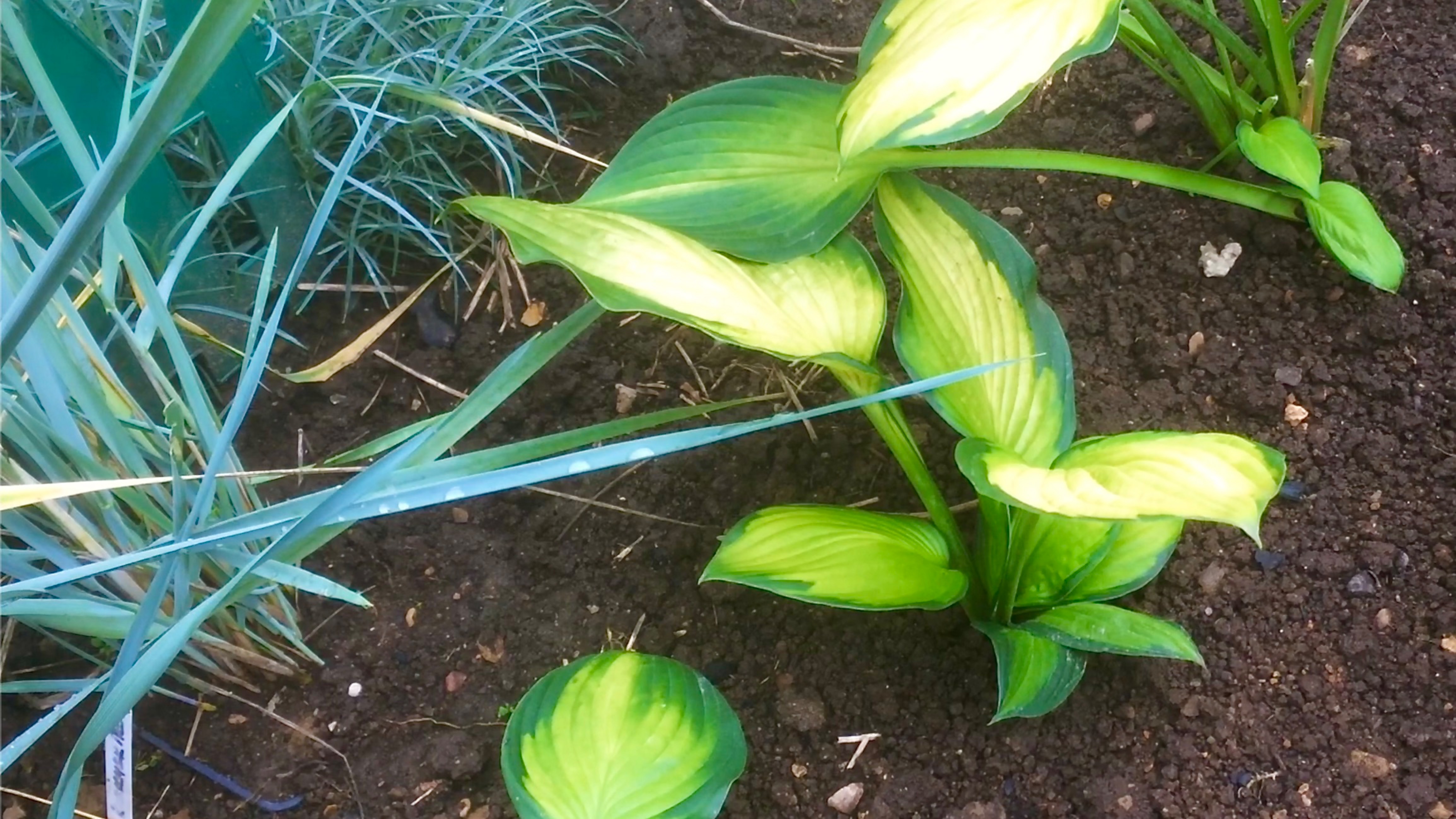 ХОСТА Рэйнфорест Санрайз. РАЗНООБРАЗИЕ И ИЗМЕНЧИВОСТЬ. Деление и пересадка. Архив 2021г. смотреть онлайн