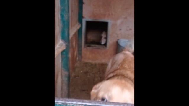 Последний раз песики расселись по старым вольерам. Через 3 дня все переедут в новый приют смотреть онлайн