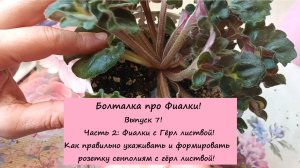 Болталка про Фиалки! Выпуск 7! Часть 2: Фиалки с Гёрл листвой! Как правильно ухаживать за ними!