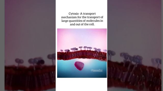 @sciencepanda8347 #celldevision #channelsearch #exocytosis #external ,#endocytosis #Cell#biology смотреть онлайн