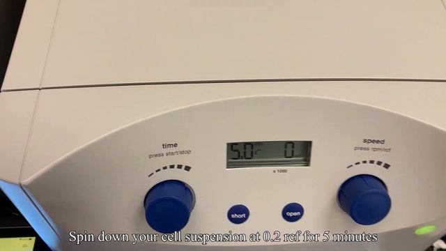 Brain Organoid Formation (Day -1) смотреть онлайн